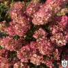 Hydrangea paniculata 'Little Blossom' - Aedhortensia 'Little Blossom' C2/2L